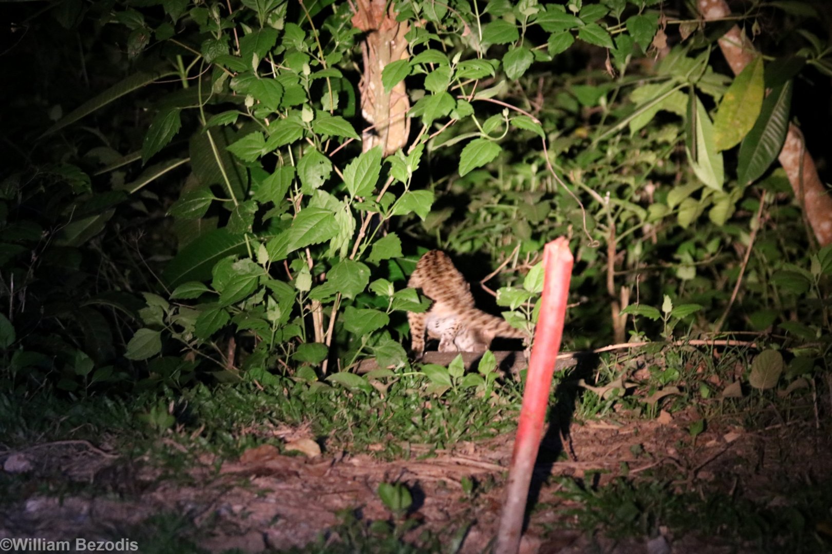 Leopard Cat - Khao Yai National Park