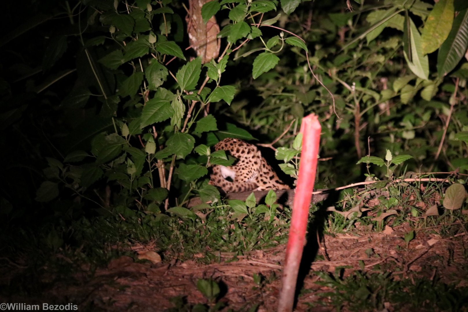 Leopard Cat - Khao Yai National Park