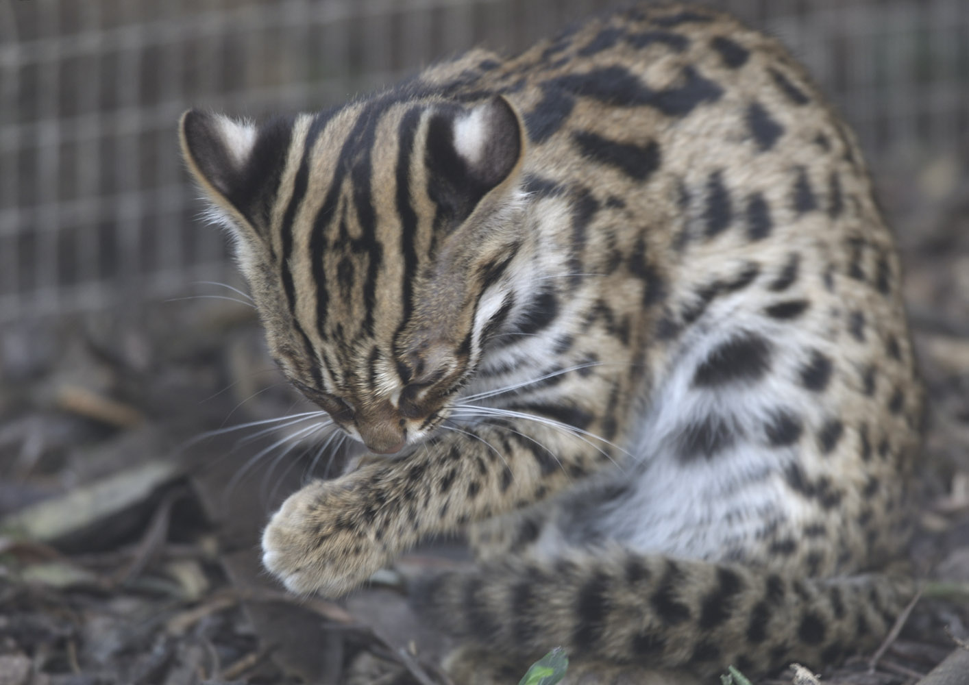 Leopard cat kitten , wash & brush-up