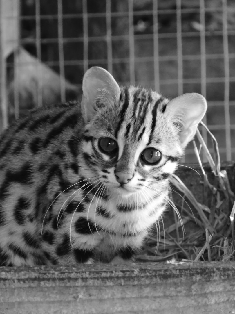 Leopard Cat Kitten