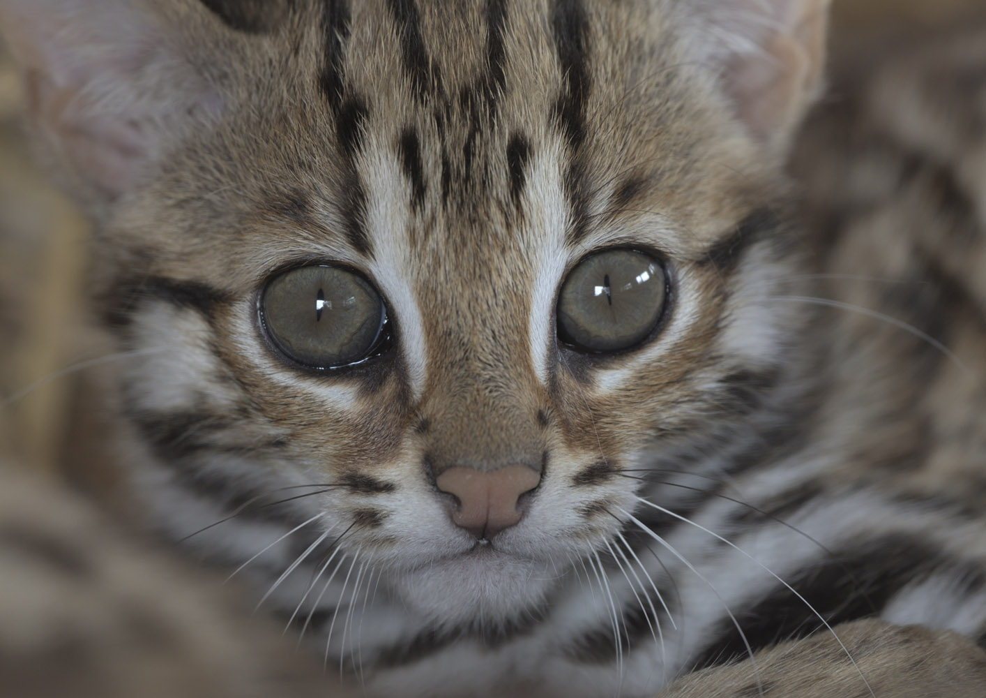 Leopard cat kittten in den
