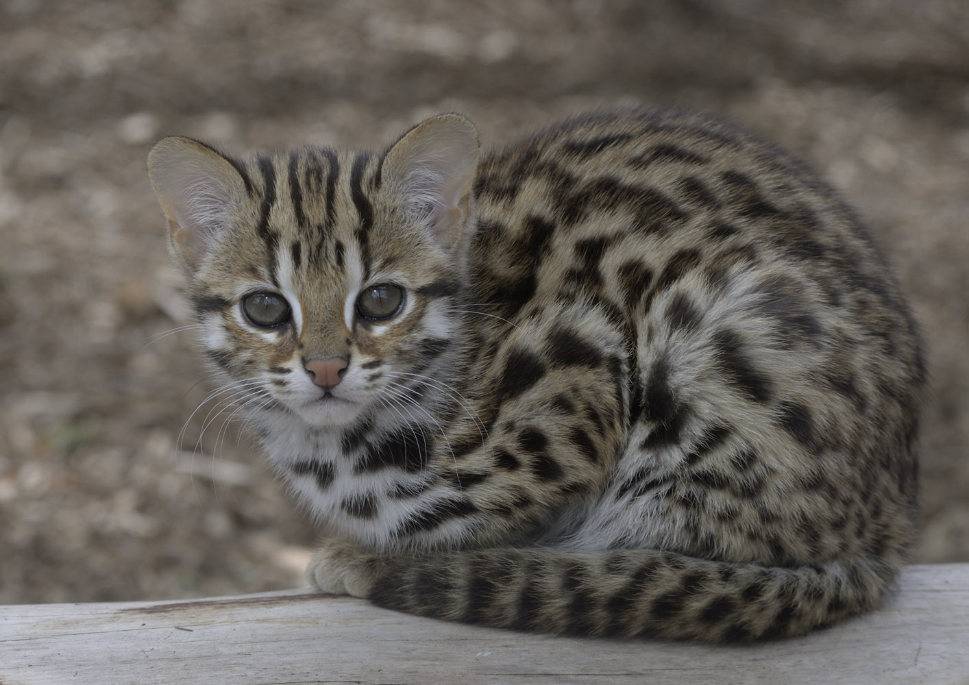 Leopard cat kittten out of doors