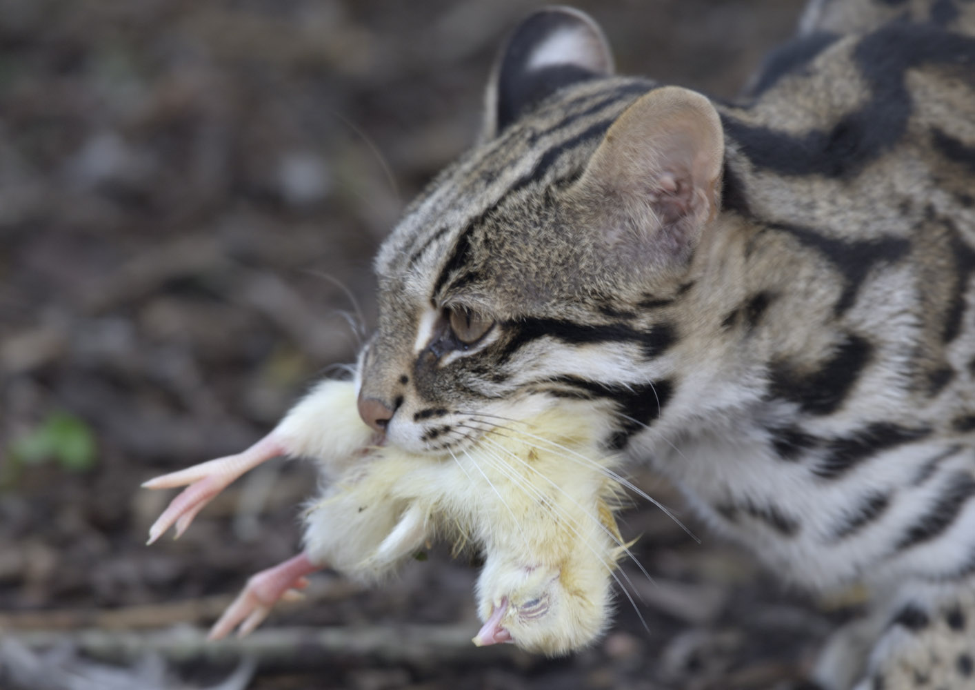 Leopard cat + lunch