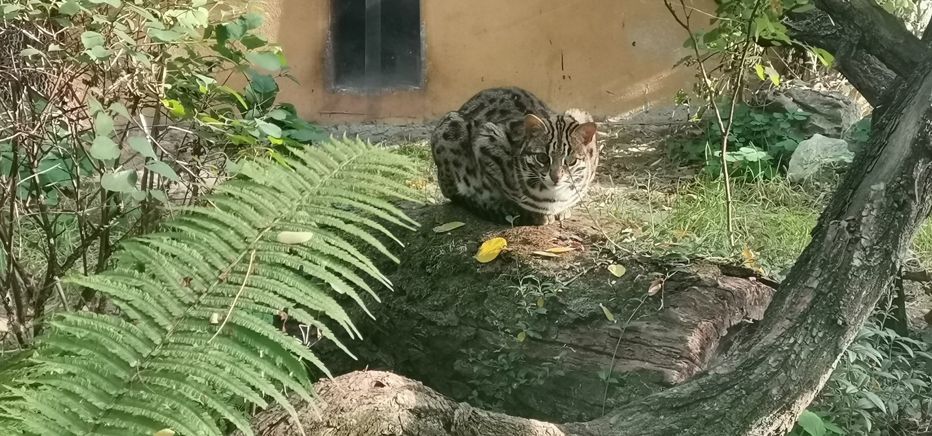 Leopard Cat, non speciefic