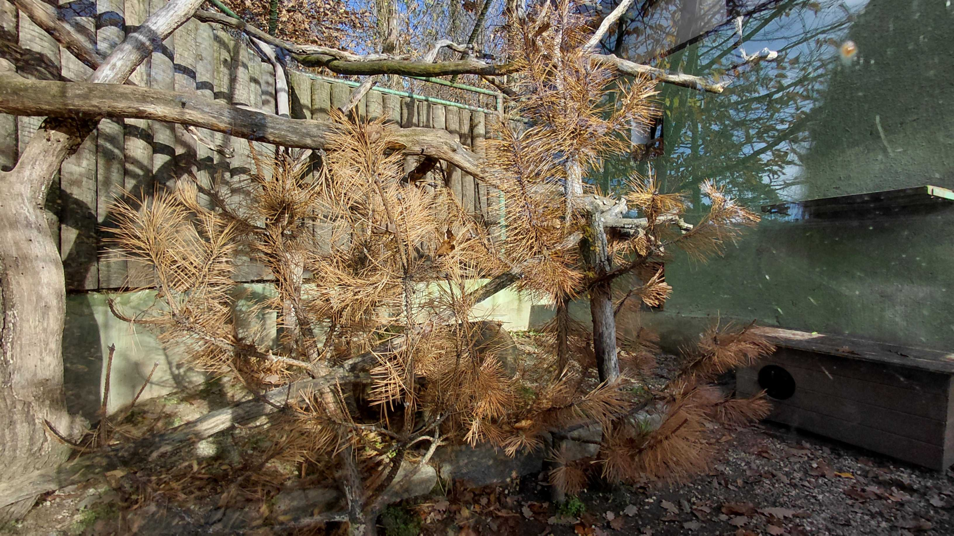 Leopard cat outdoor exhibit #1