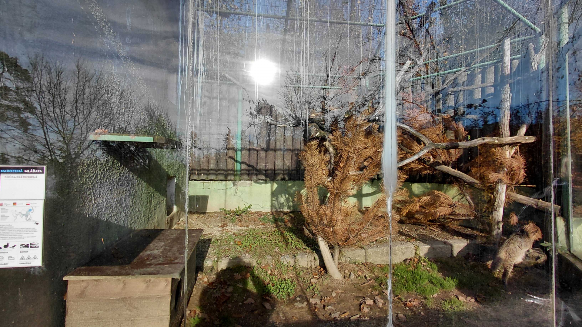 Leopard cat outdoor exhibit #2