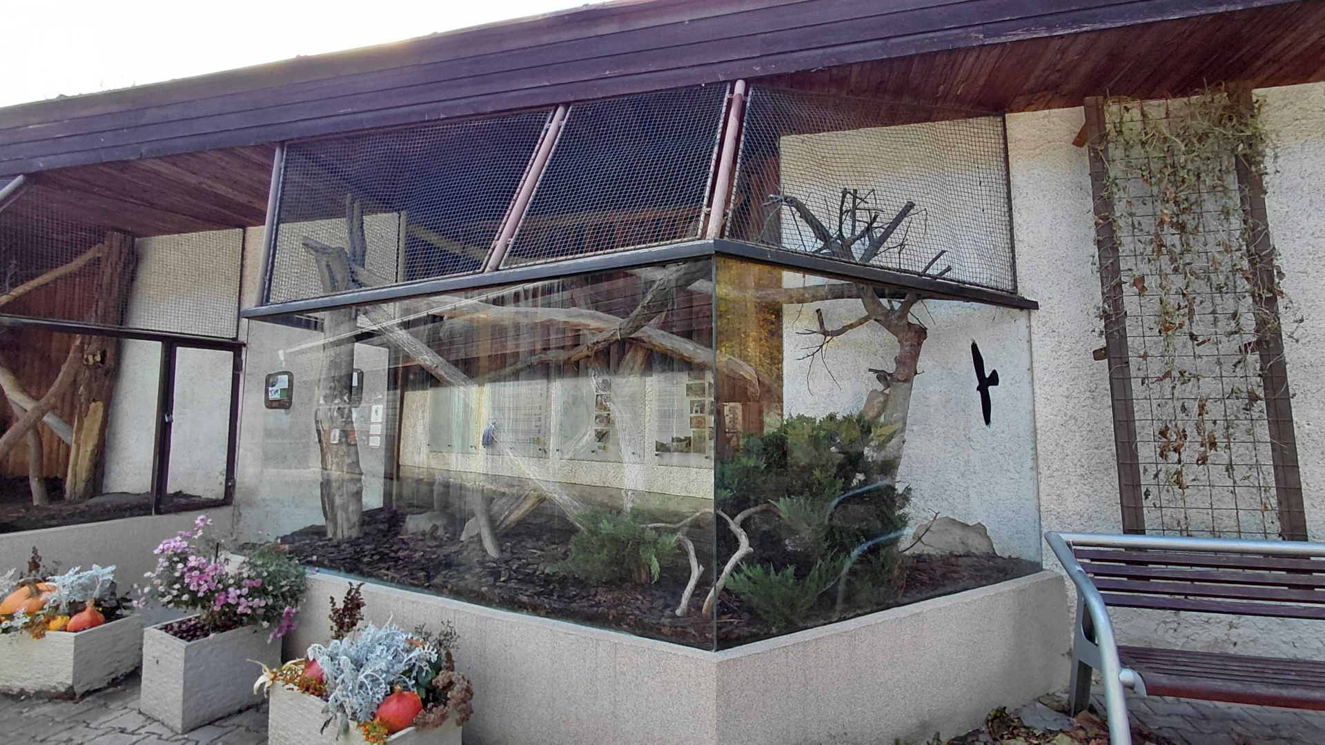 Leopard cat outdoor exhibit