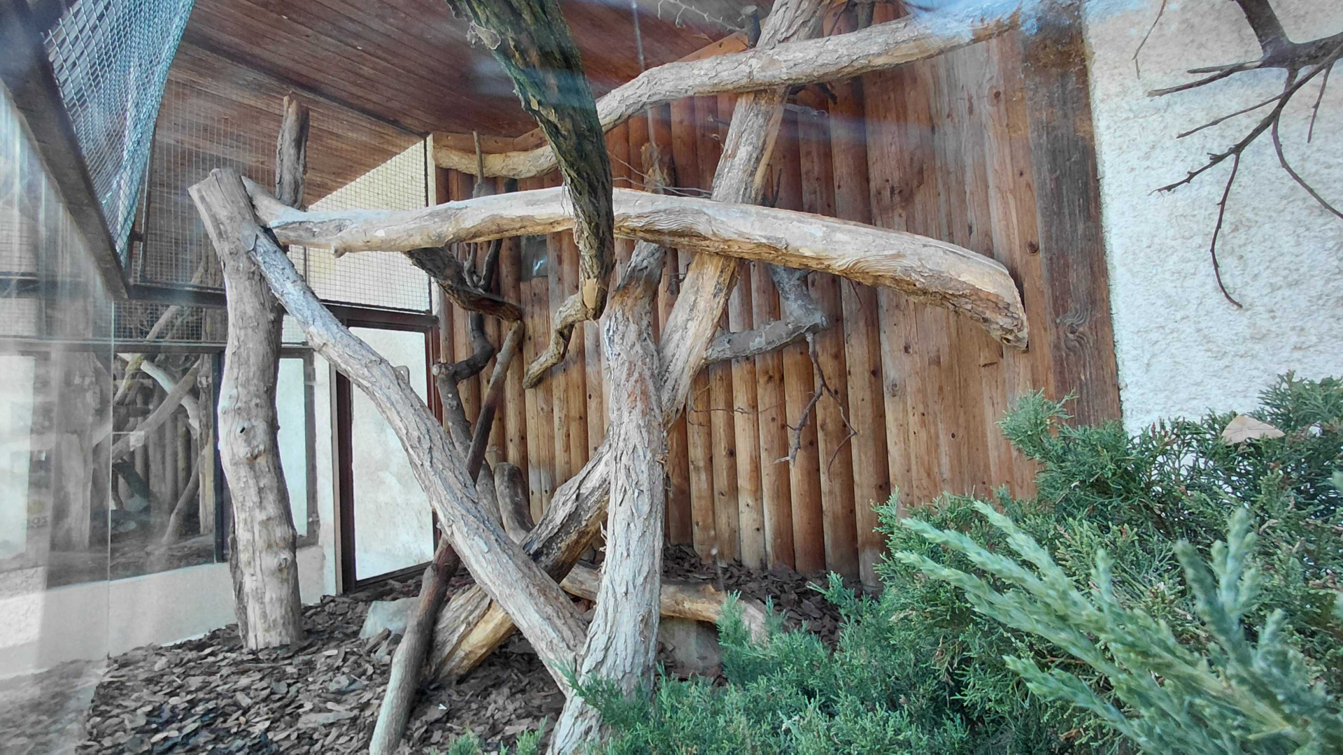 Leopard cat outdoor exhibit