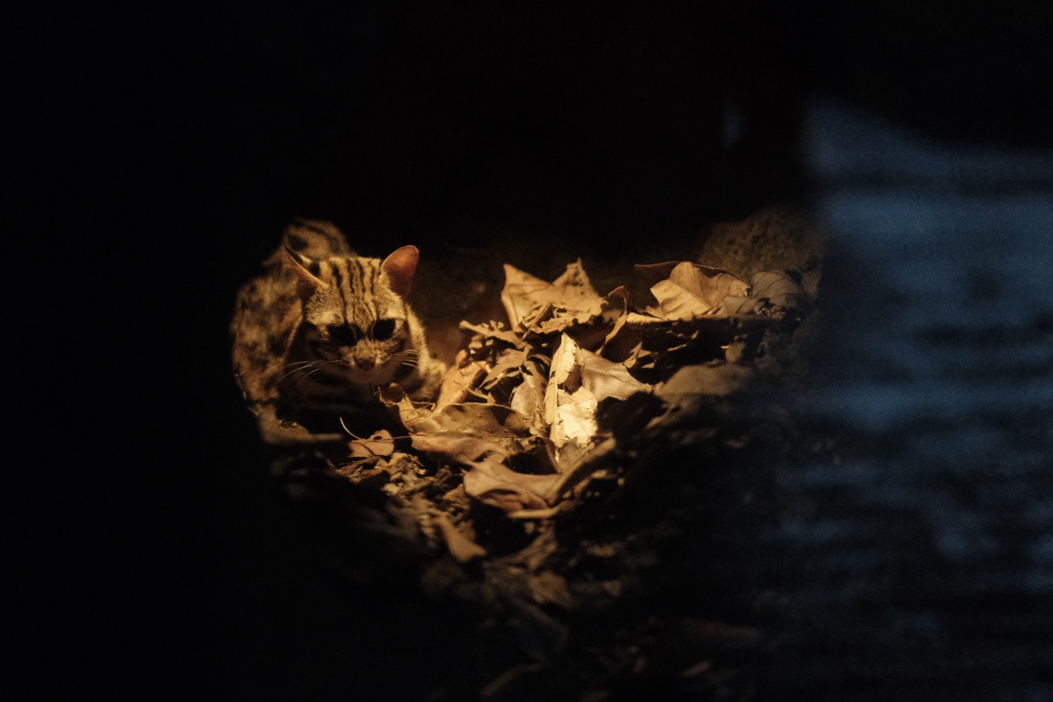 Leopard Cat (Prionailurus bengalensi)