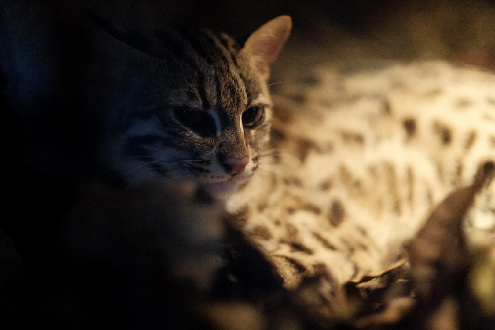 Leopard Cat (Prionailurus bengalensi)