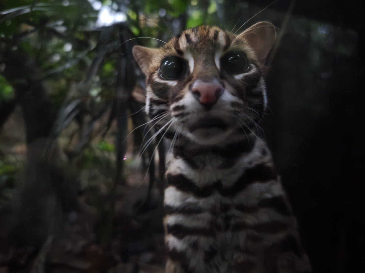 Leopard Cat (Prionailurus bengalensi)