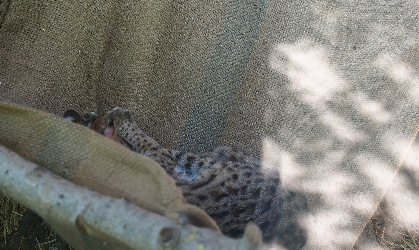 Leopard cat (Prionailurus bengalensis), 2023-05-19