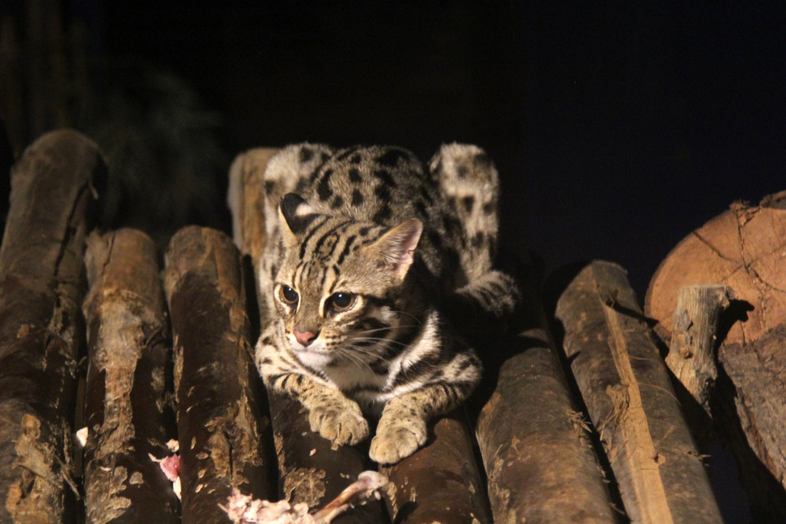 Leopard cat (Prionailurus bengalensis bengalensis)