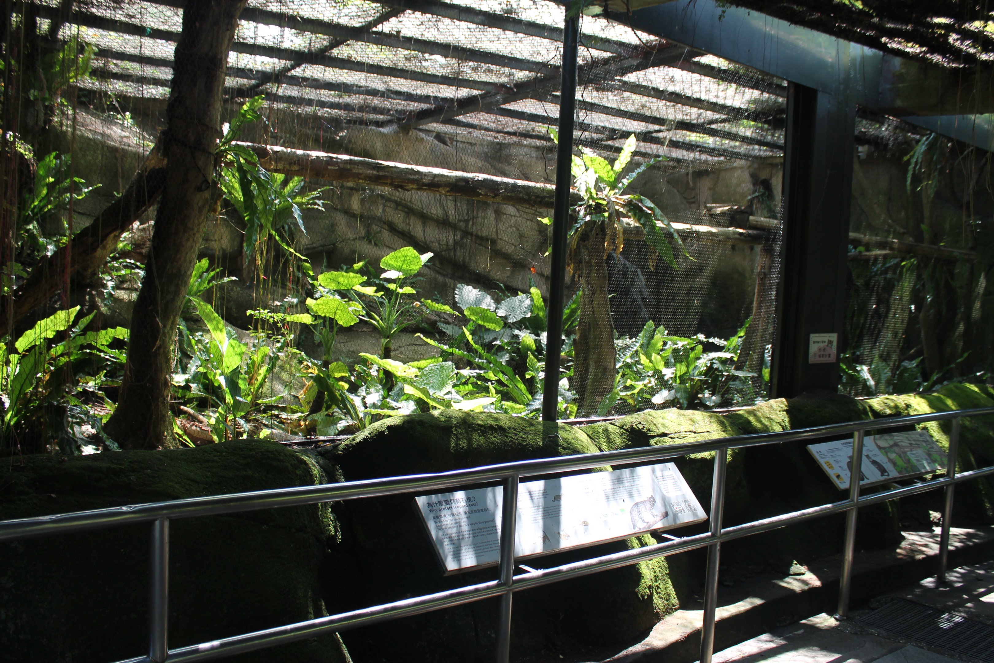 Leopard Cat (Prionailurus bengalensis) enclosure