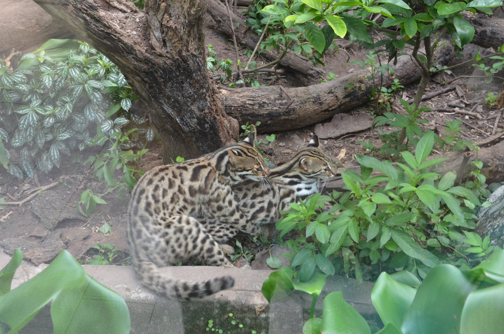 Leopard cat/Prionailurus bengalensis,mating