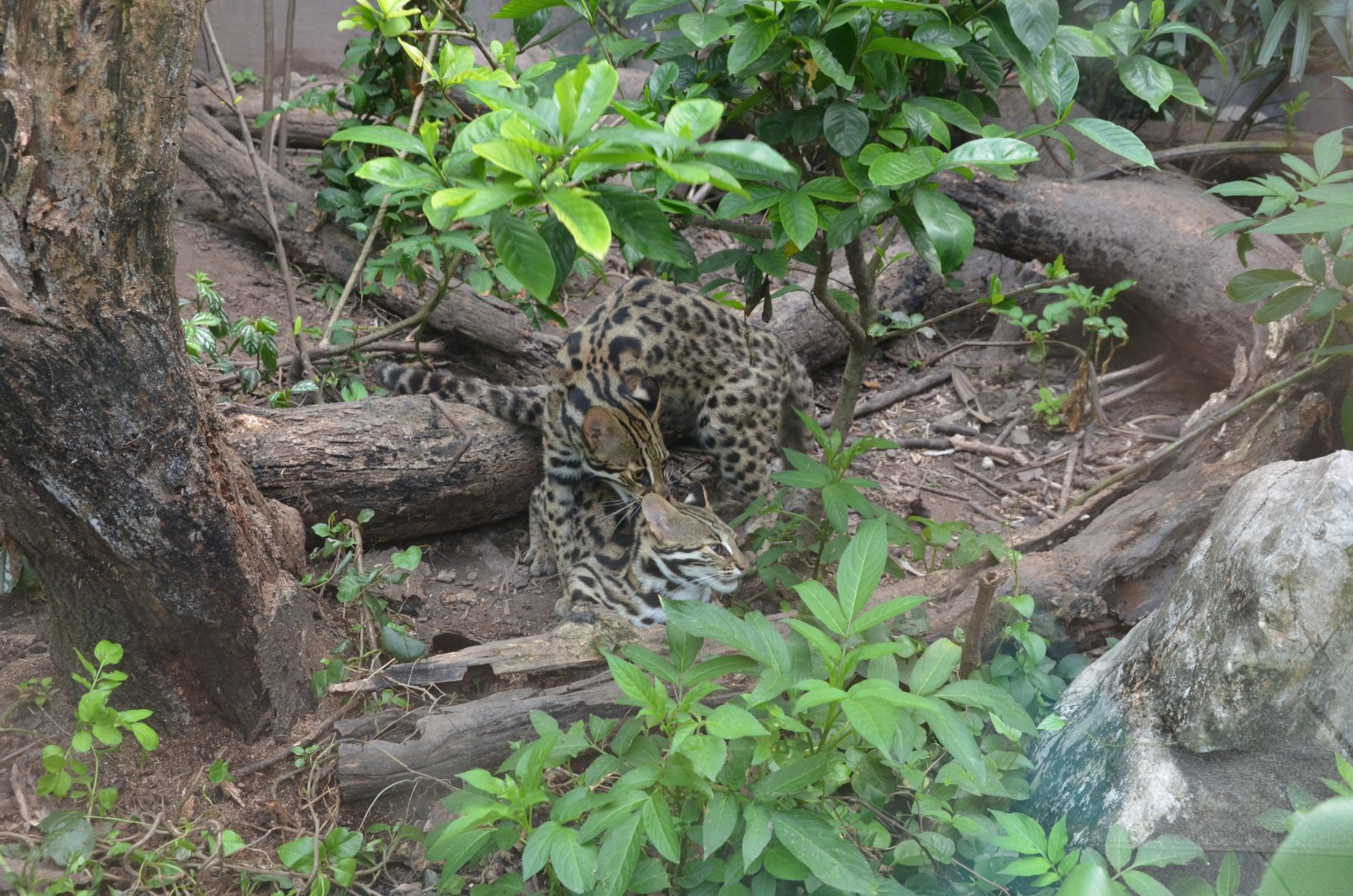 Leopard cat/Prionailurus bengalensis,mating