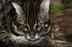Leopard Cat - Prionailurus bengalensis - Melaka Zoo - 2009