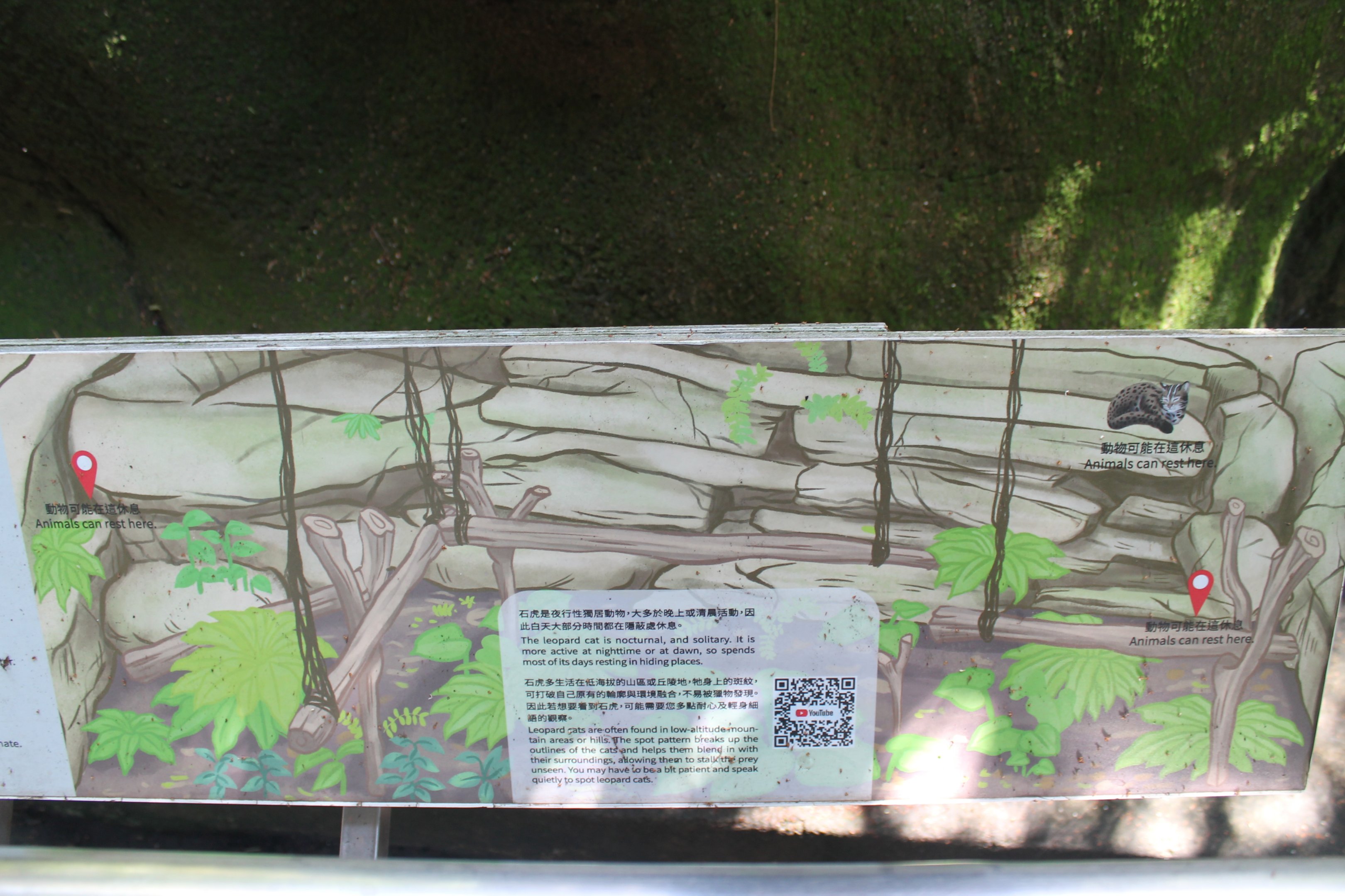 Leopard Cat (Prionailurus bengalensis) signage