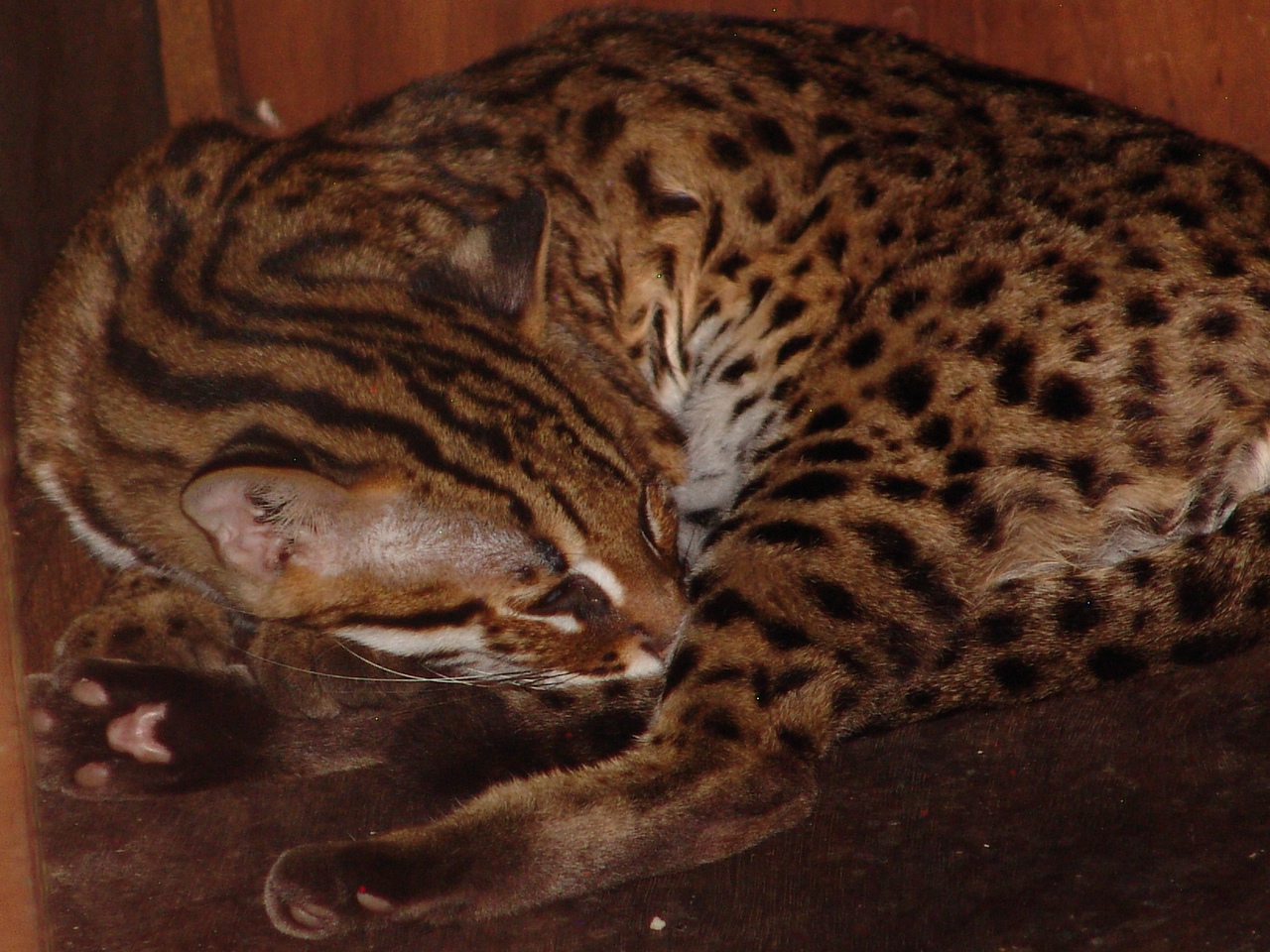 Leopard cat (Prionailurus bengalensis)