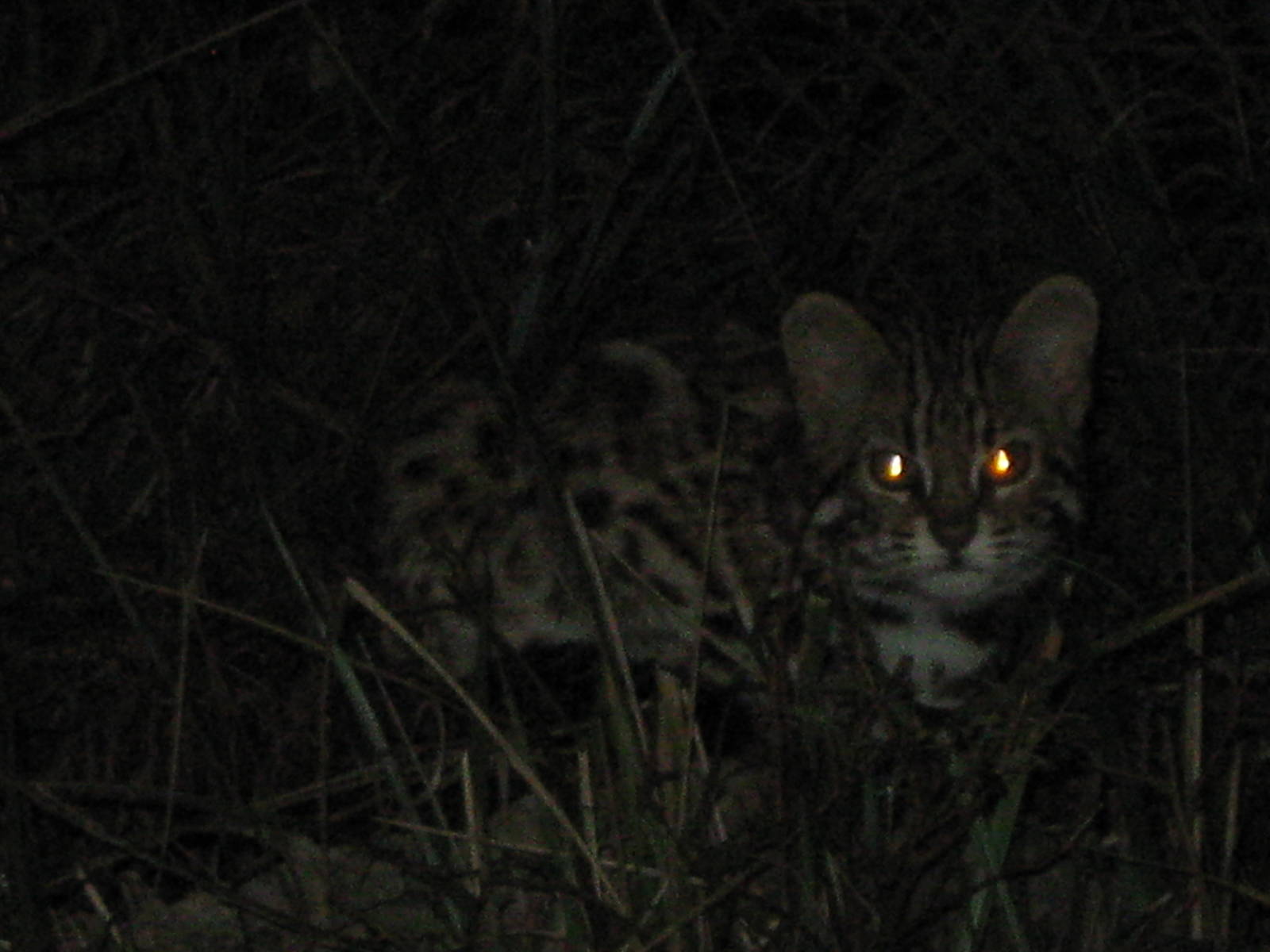 leopard cat (Prionailurus bengalensis)