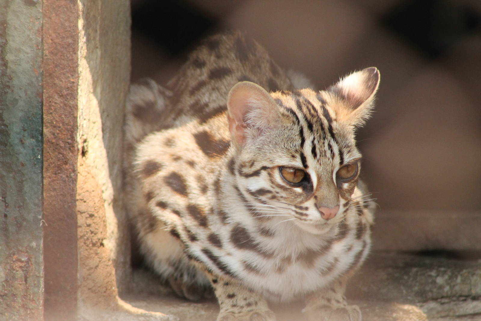 leopard cat (Prionailurus bengalensis)