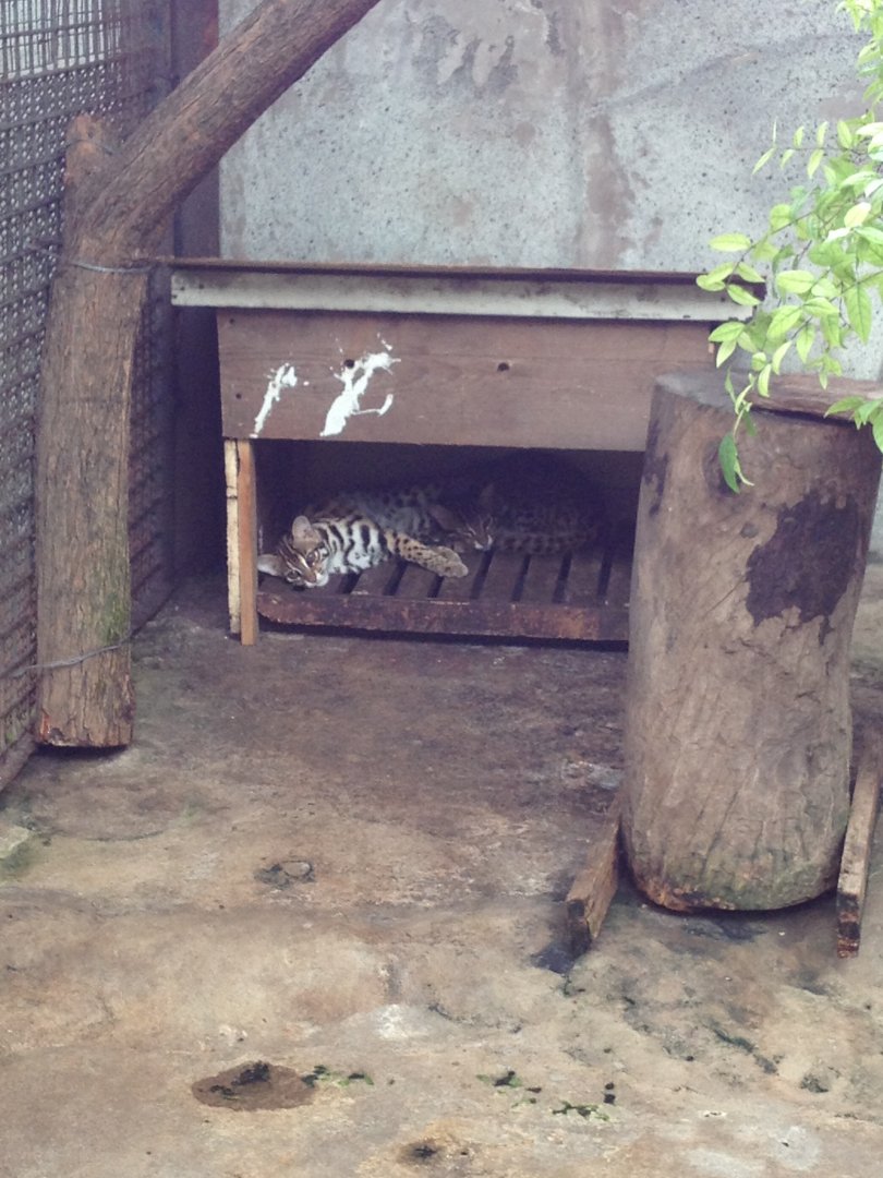Leopard Cat (Prionailurus bengalensis)