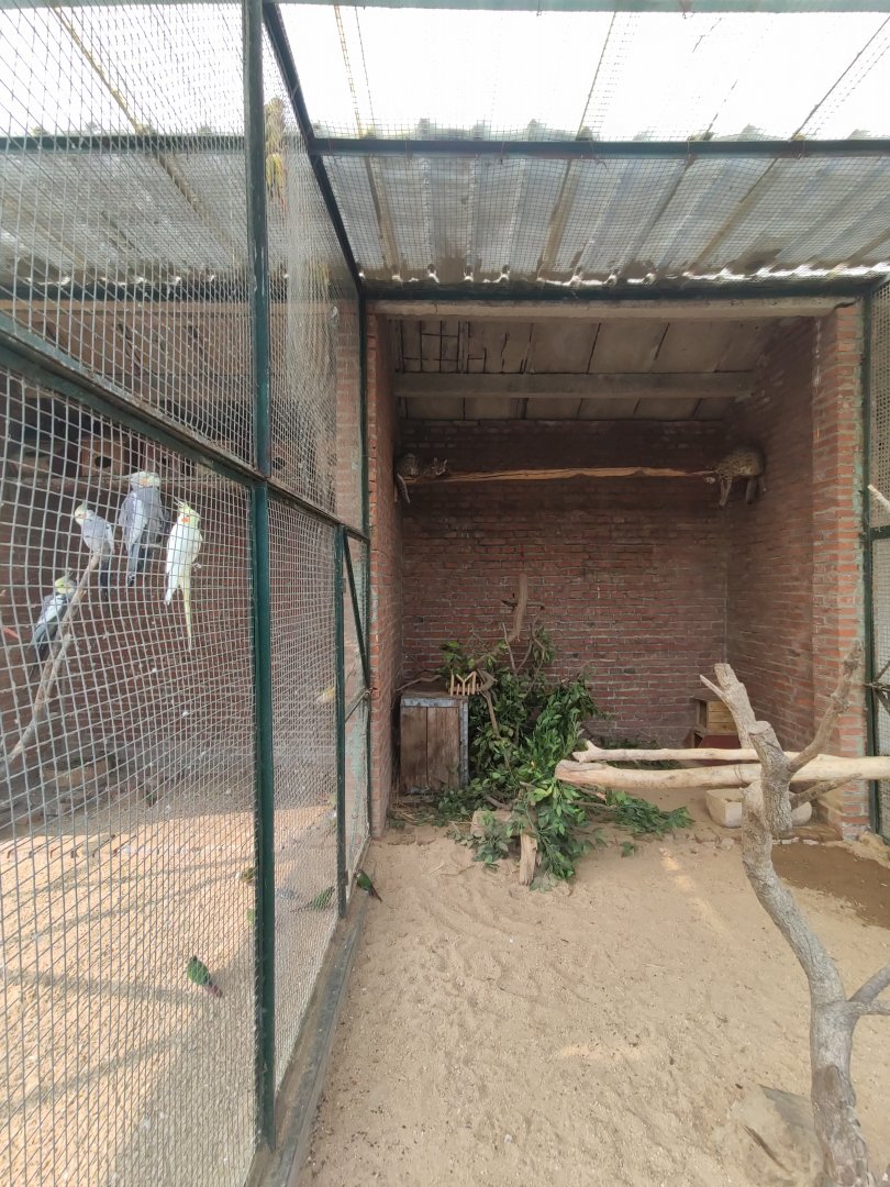 leopard cat (Prionailurus bengalensis)