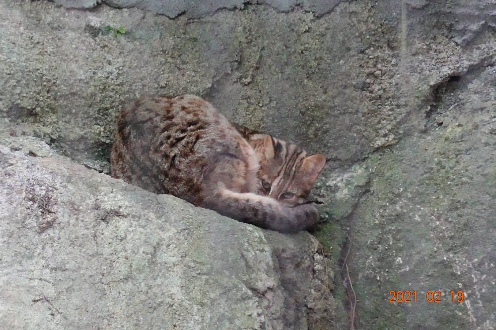 Leopard Cat (Prionailurus bengalensis)