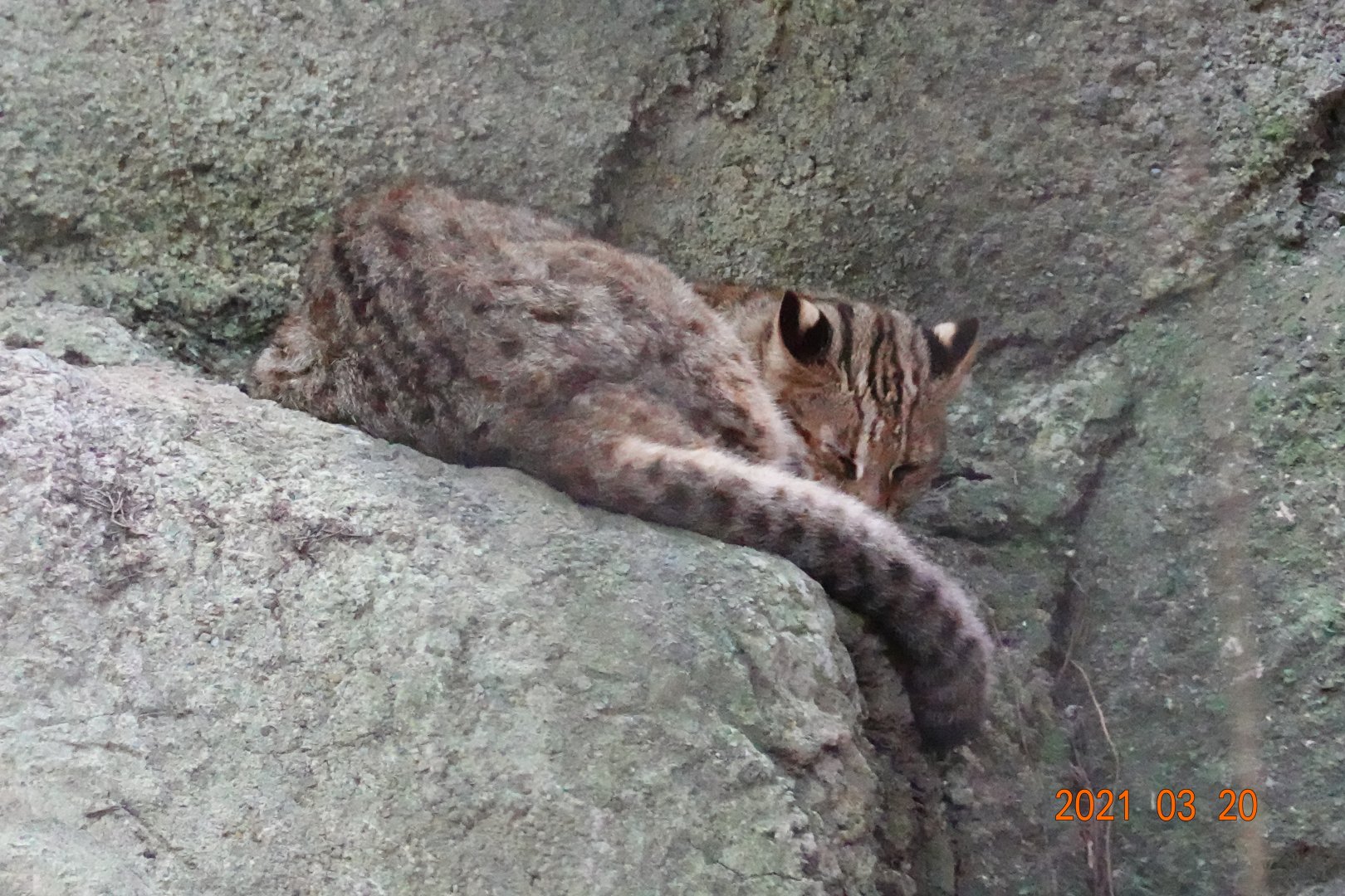 Leopard Cat (Prionailurus bengalensis)