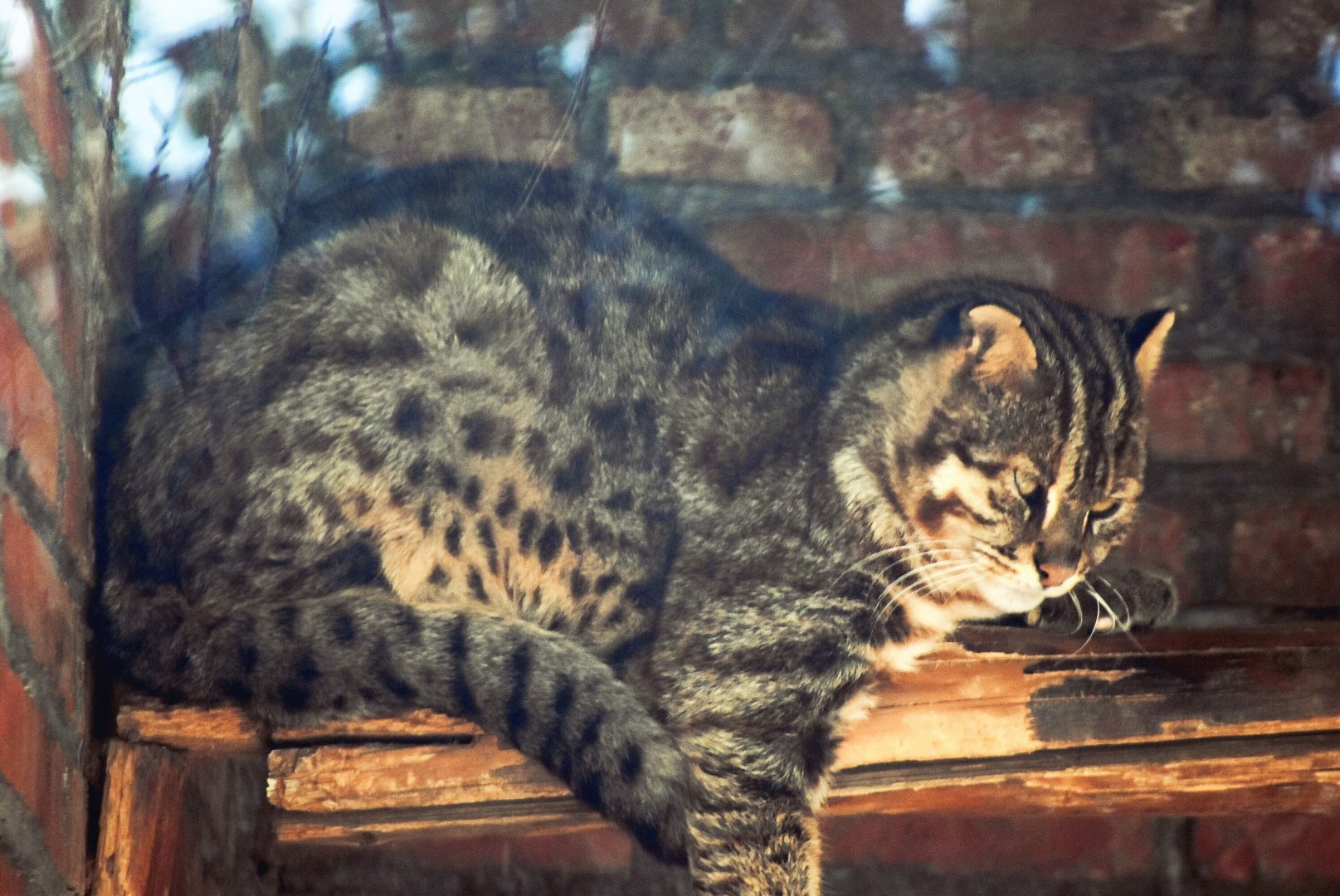 leopard cat (Prionailurus bengalensis)