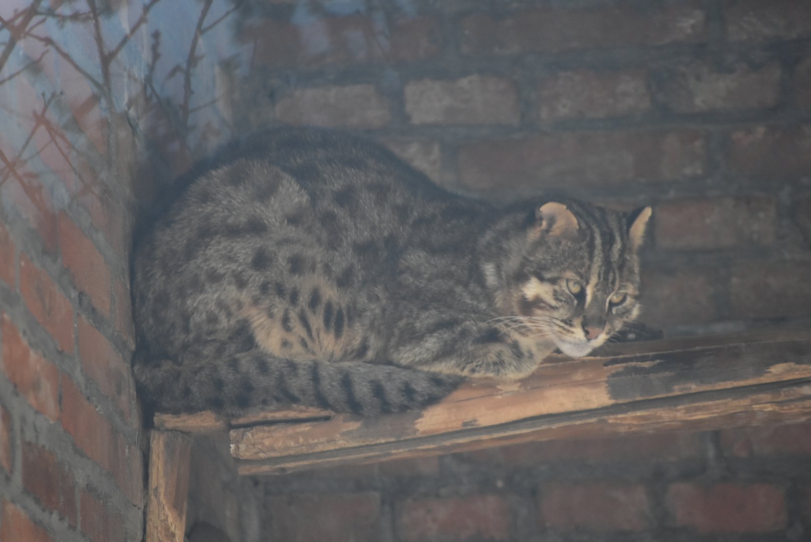 leopard cat (Prionailurus bengalensis)