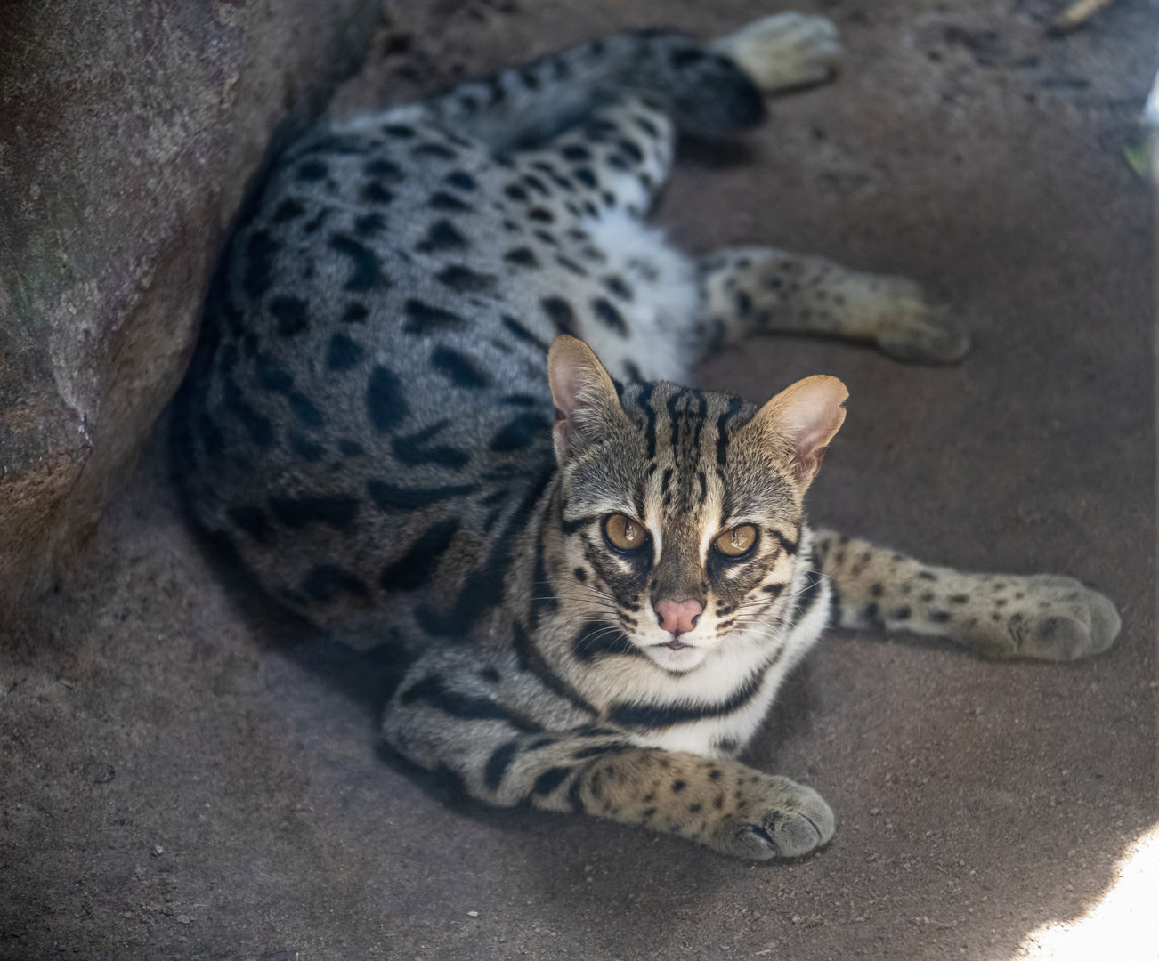 leopard cat (Prionailurus bengalensis)