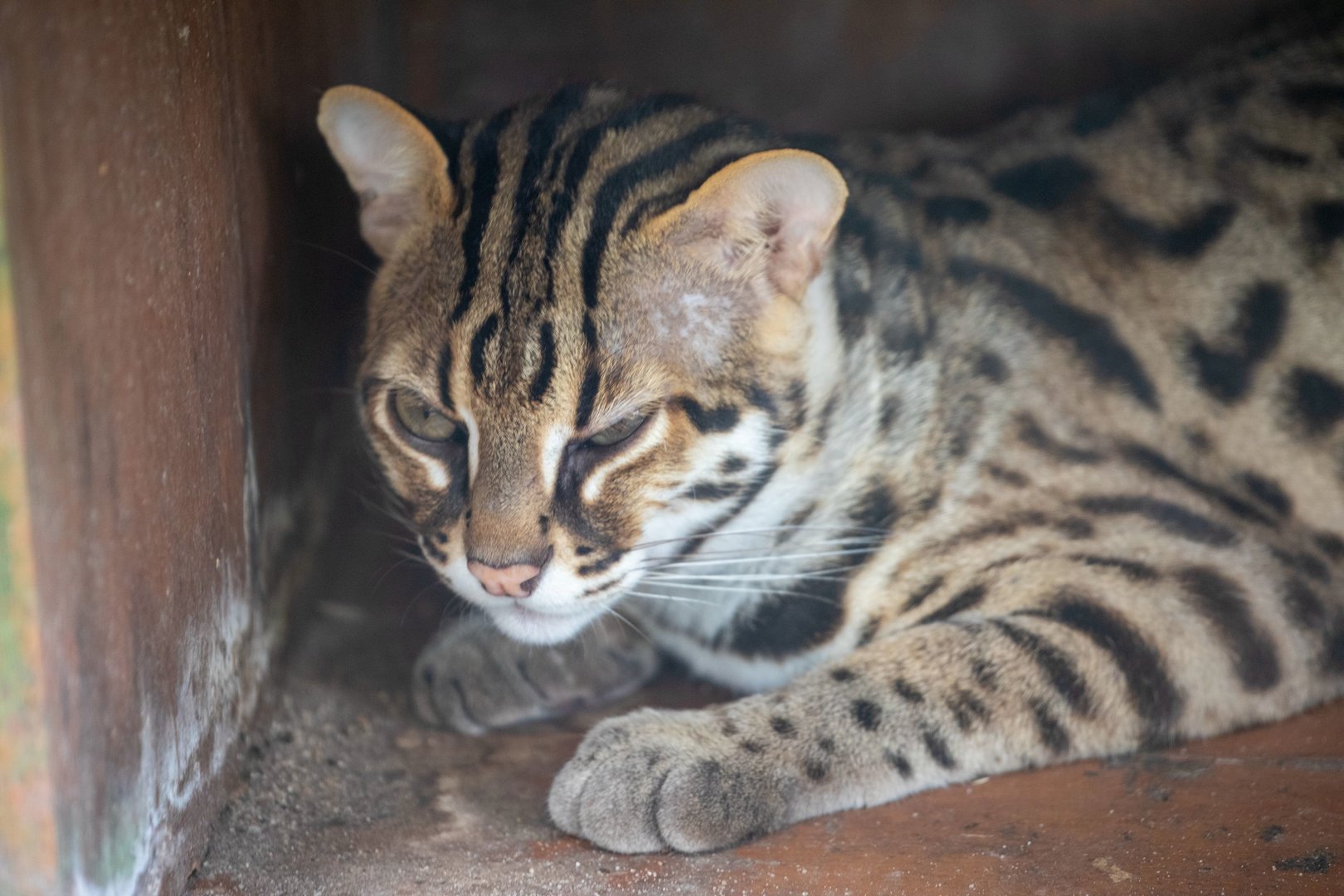leopard cat (Prionailurus bengalensis)