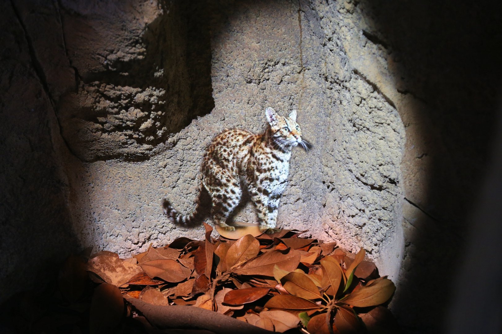 Leopard Cat Projection