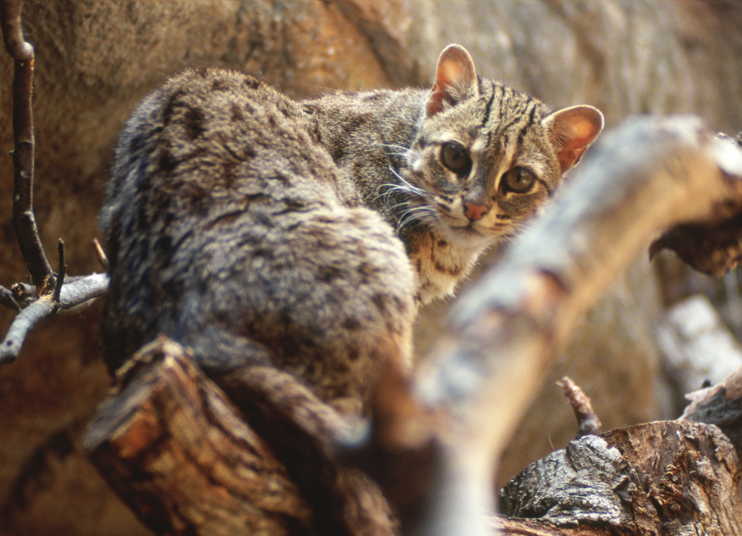 leopard cat subspecies?