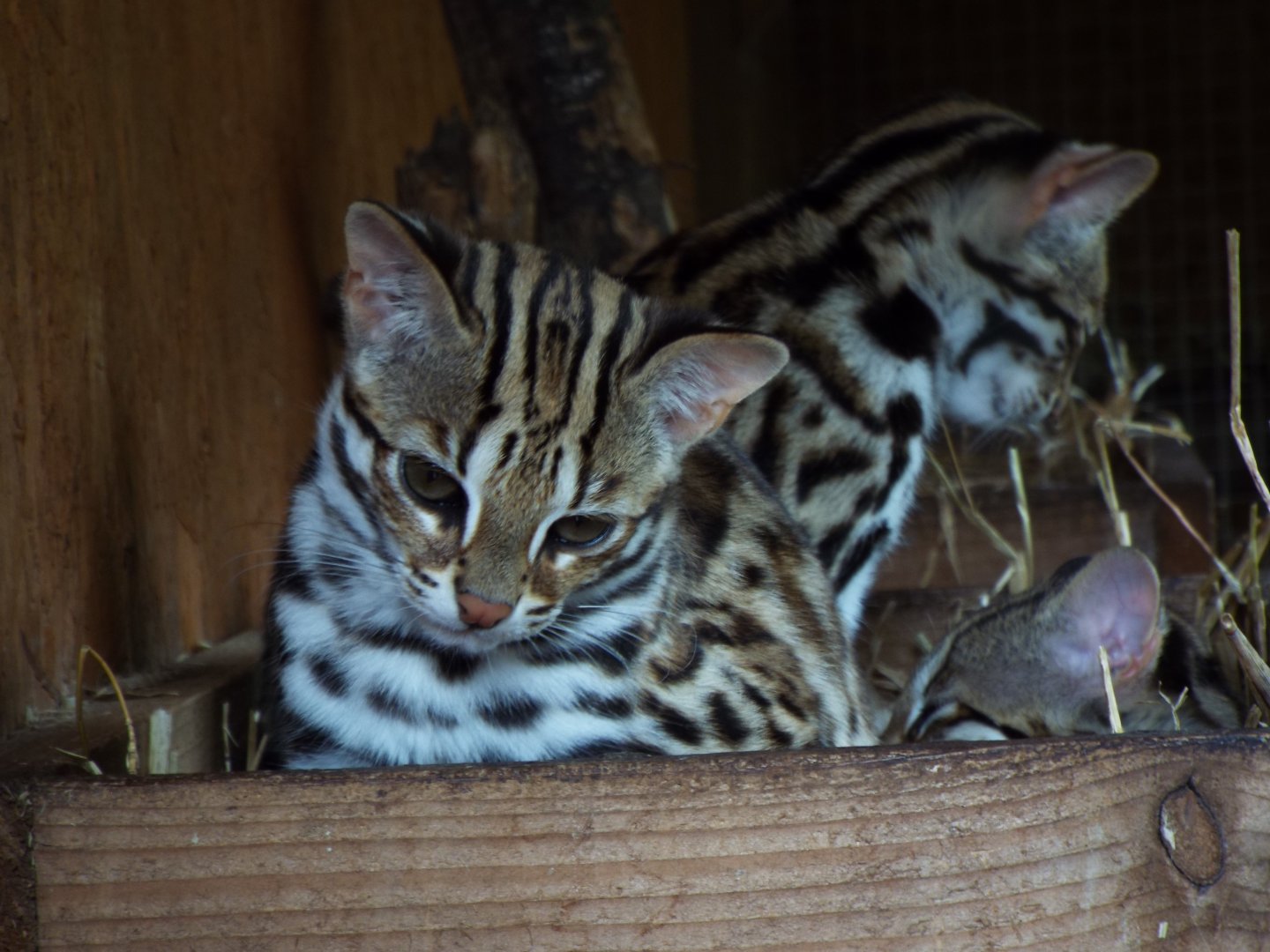 Leopard Cat Young