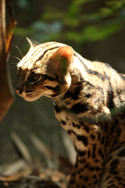 leopard cat