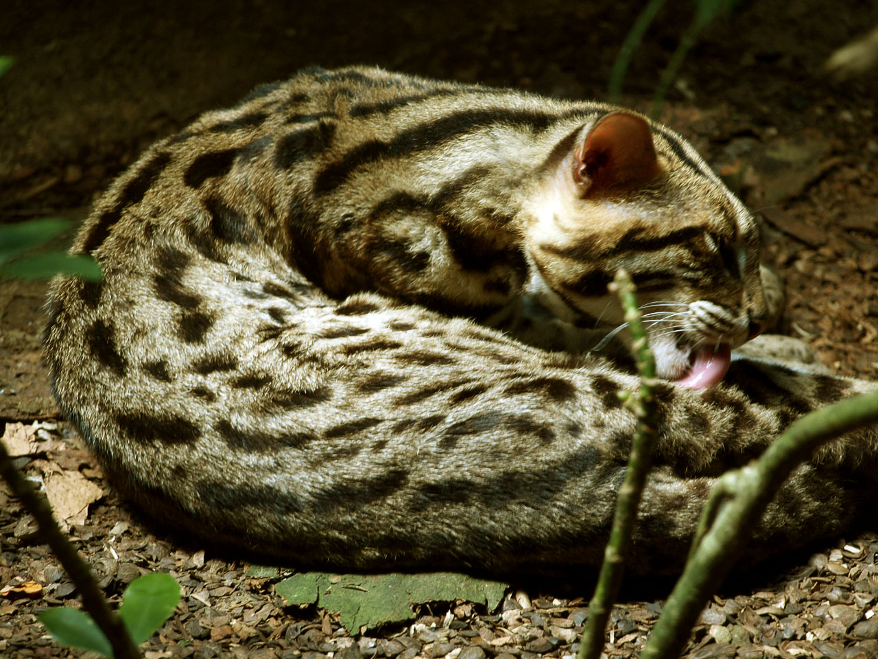 Leopard cat