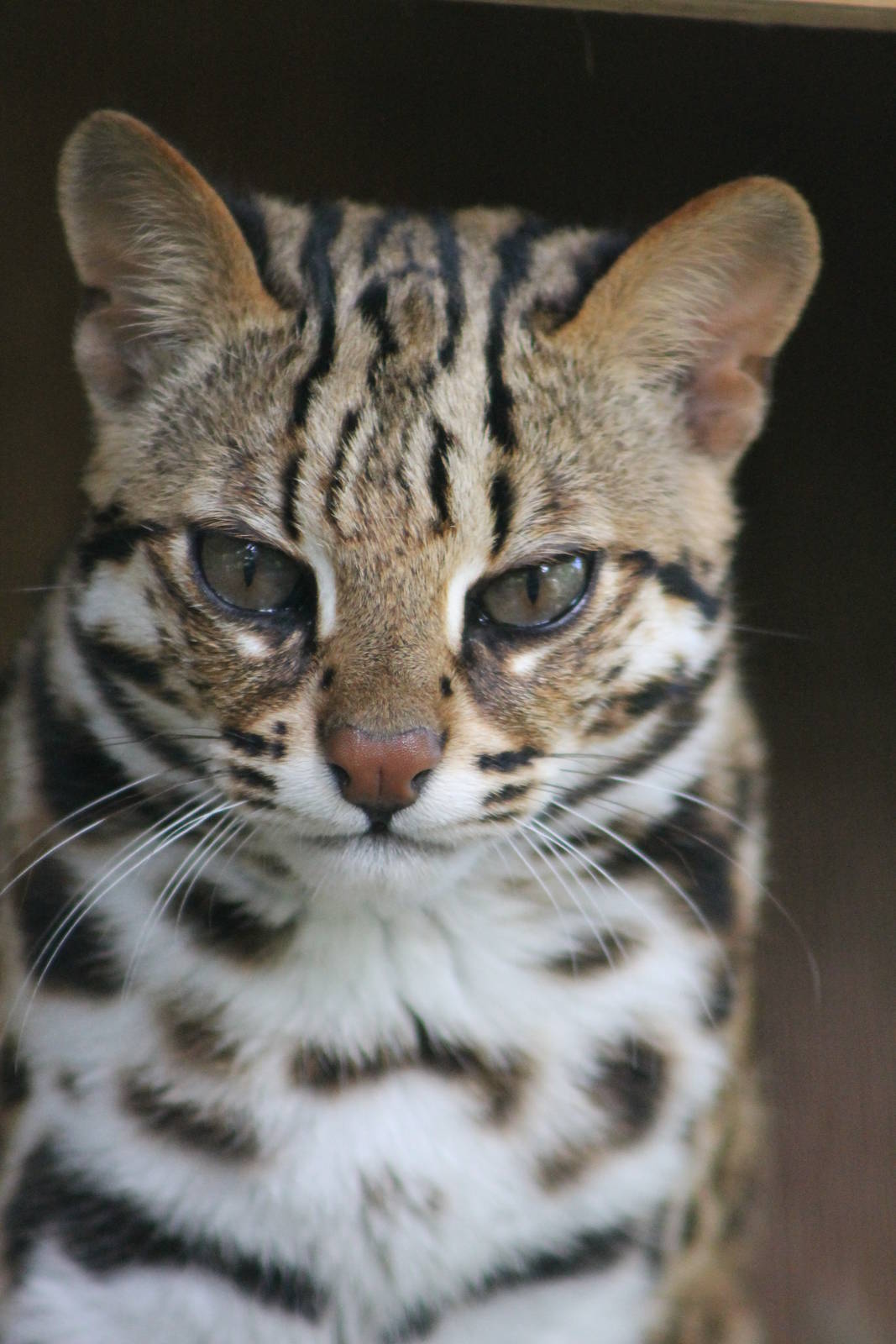 leopard cat