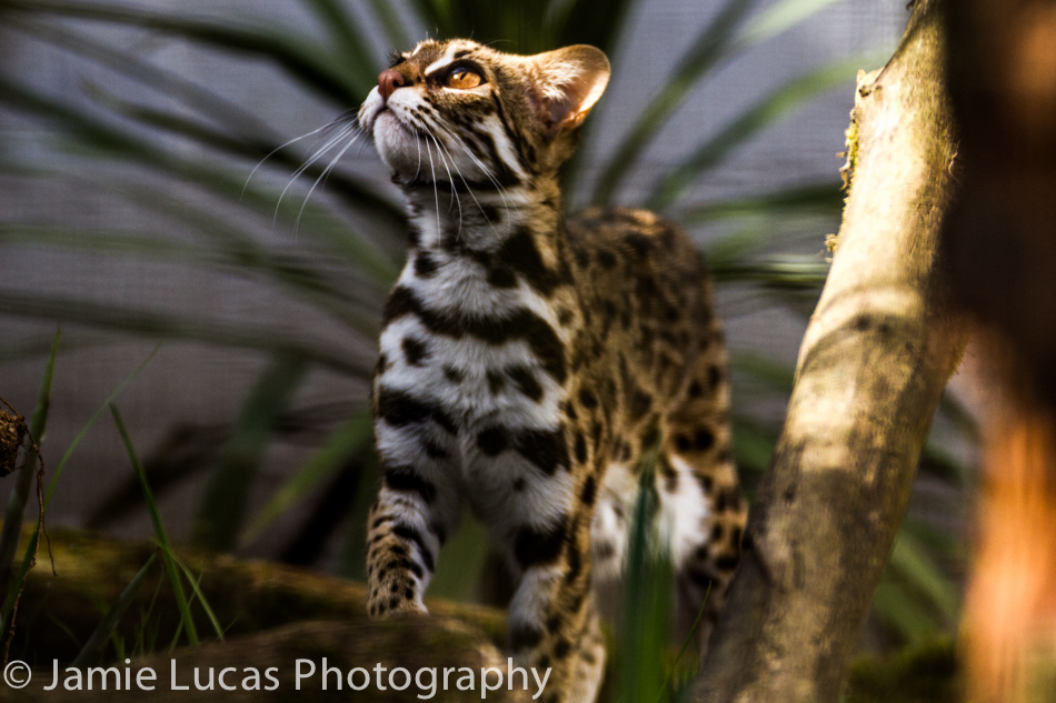 Leopard Cat