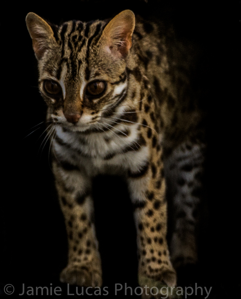 Leopard Cat