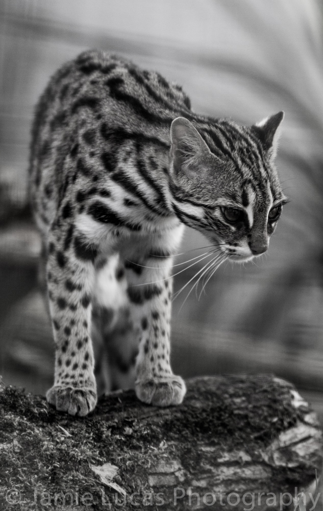 Leopard Cat