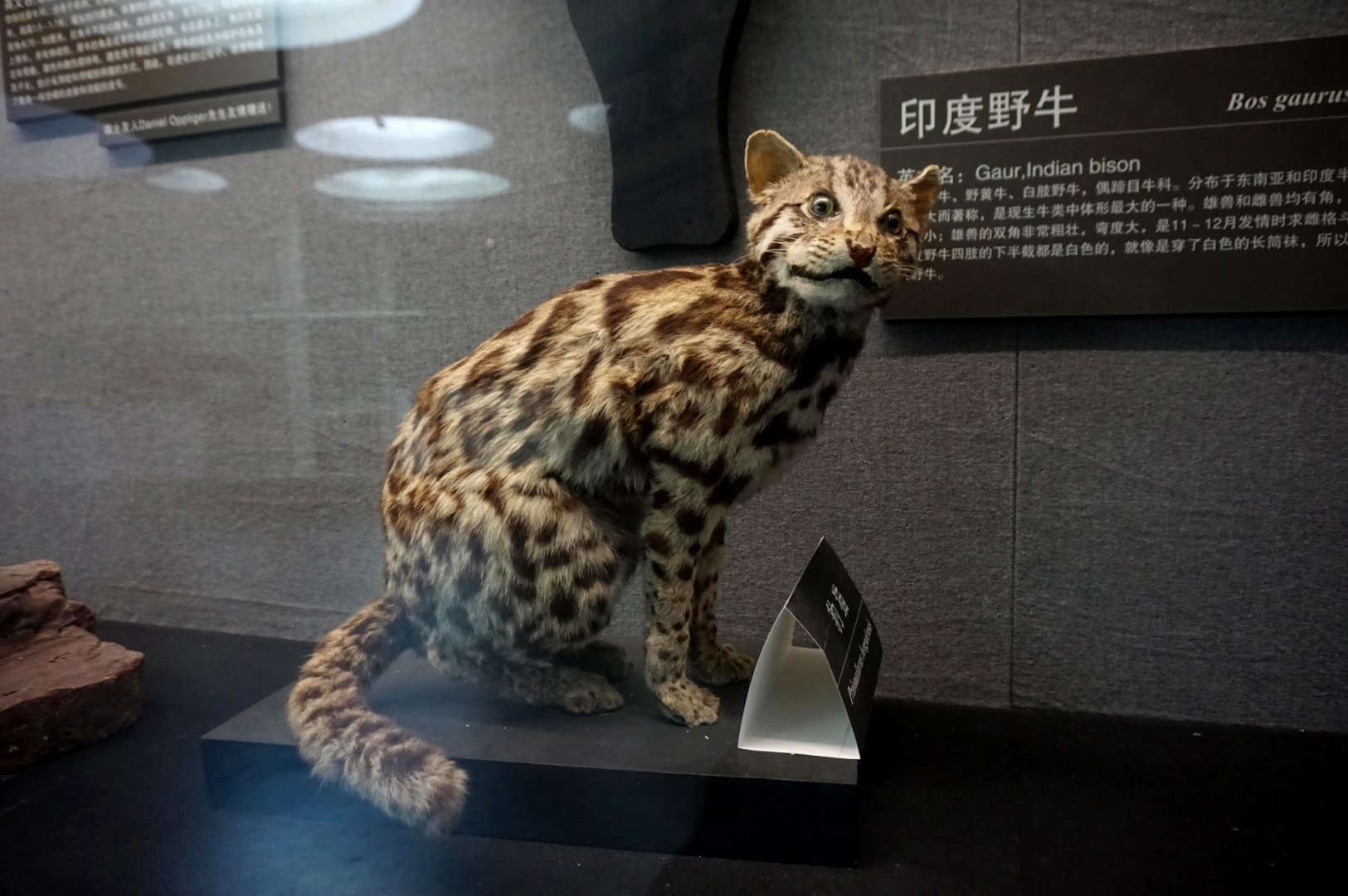 Leopard cat
