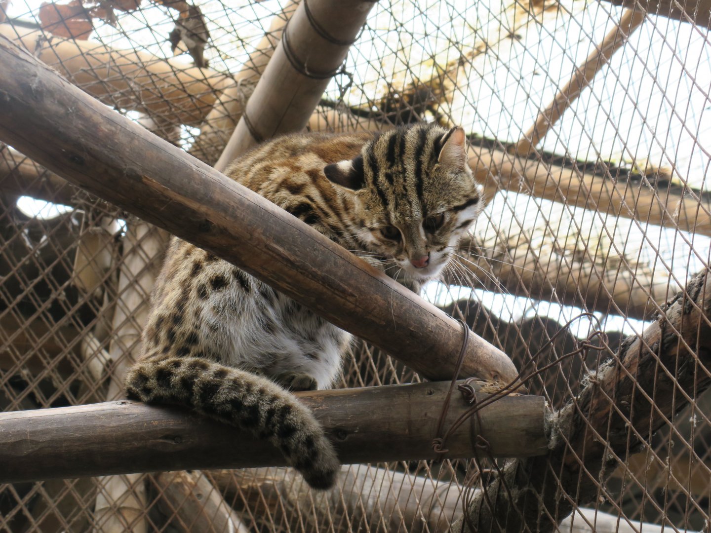 leopard cat