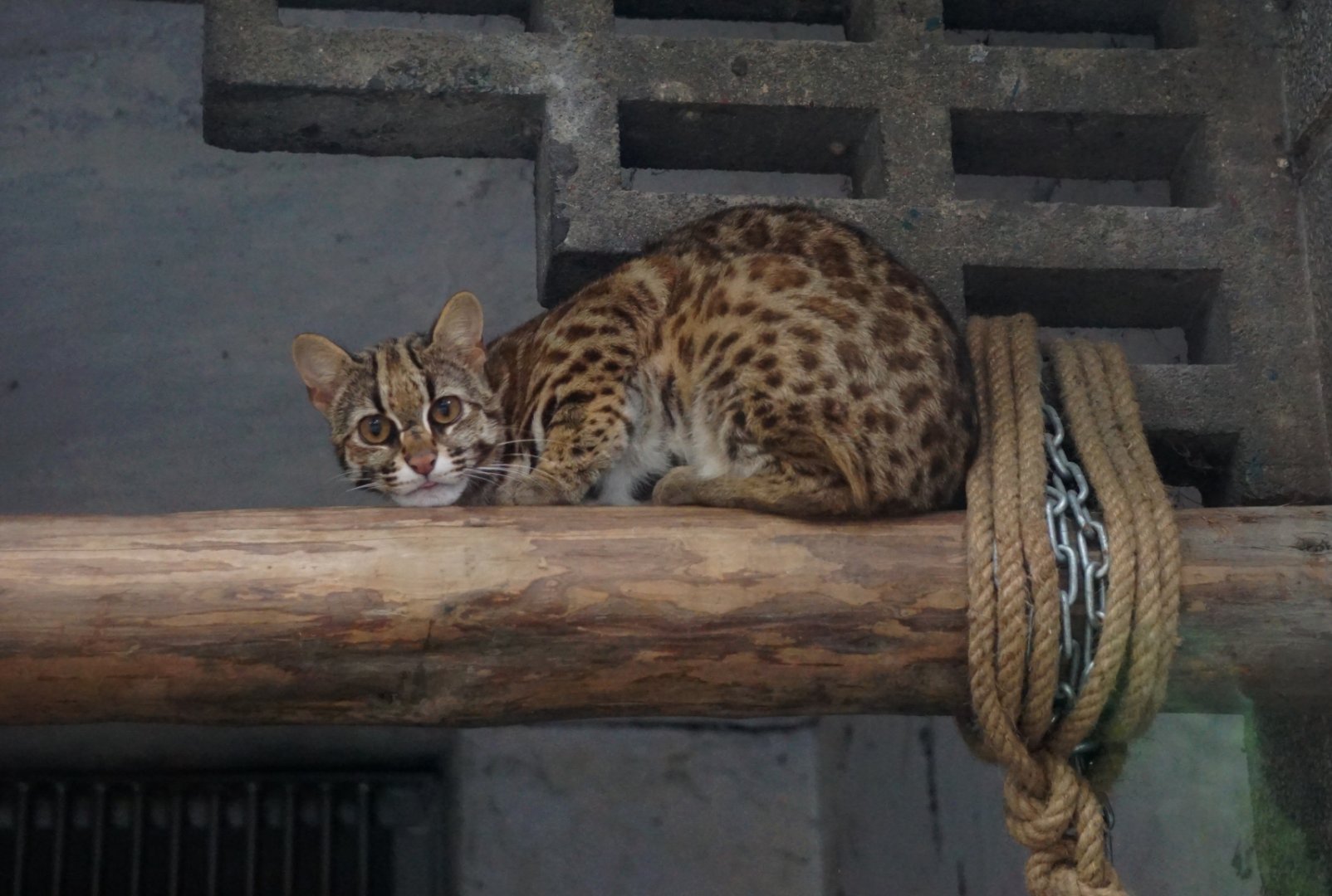 Leopard cat
