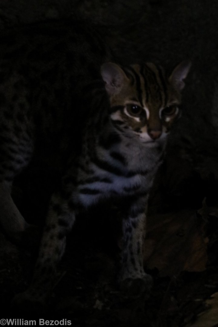 Leopard Cat
