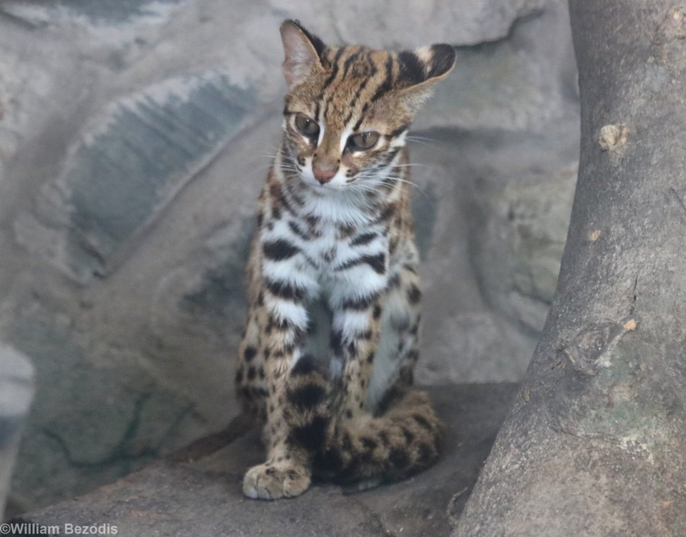 Leopard Cat