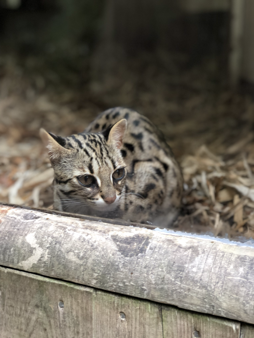 Leopard cat