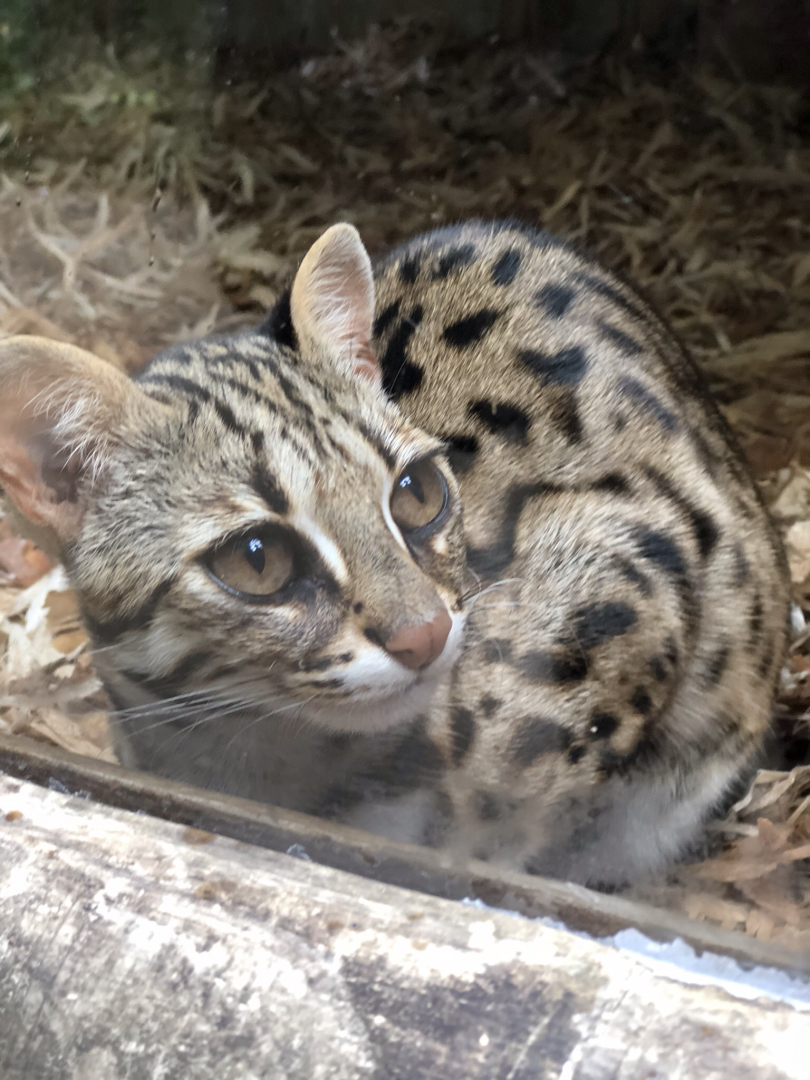Leopard cat