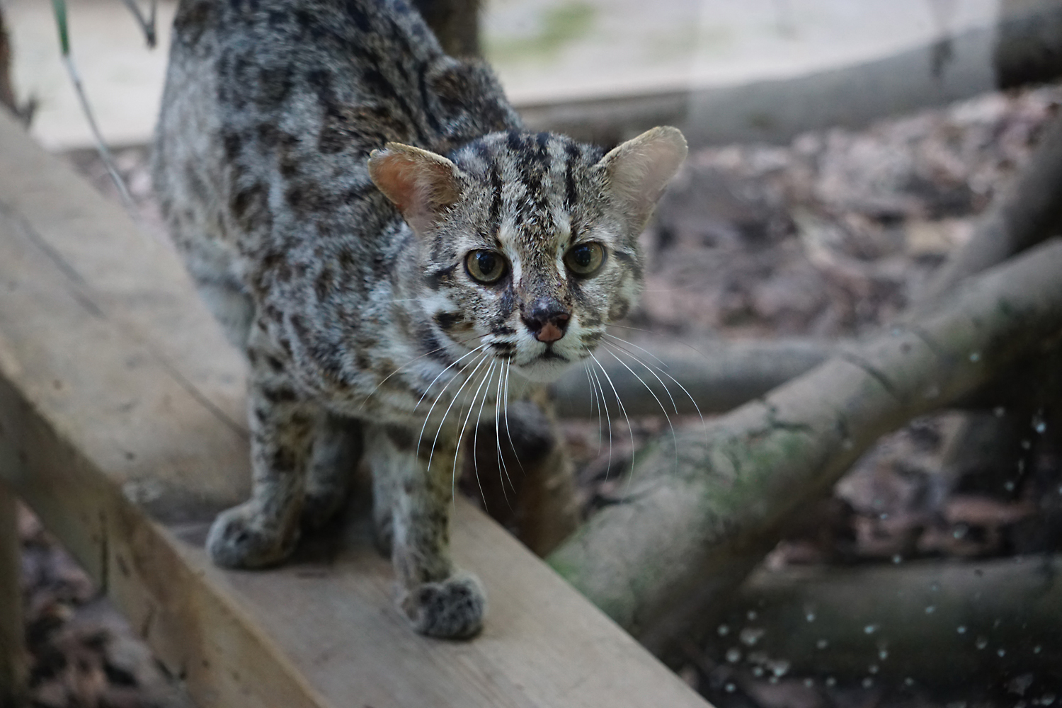 Leopard cat